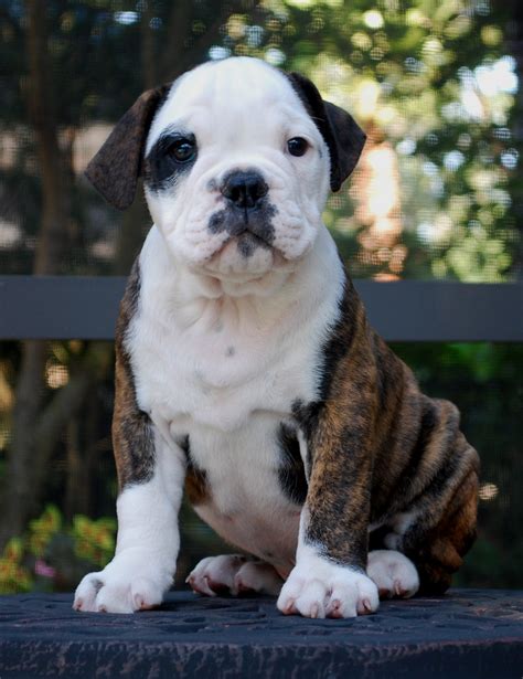 hermes bloodline olde english bulldogge|english bulldog Pedigree database.